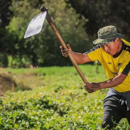 ¡Sin intermediarios! Así es Pidara, el proyecto que busca conectar a productores y consumidores en Ecuador