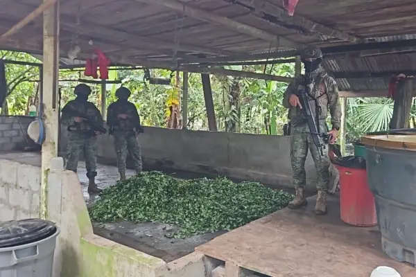 Los militares intervinieron una amplia zona donde hallaron cultivos de coca. ,Cortesía