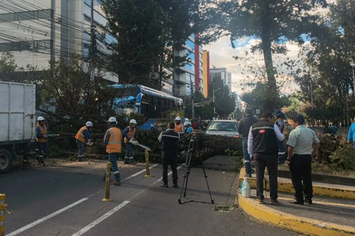Elementos del Cuerpo de Bomberos y Agentes de Tránsito llegaron al lugar de los hechos tras la caída del árbol., Foto: Cortesía