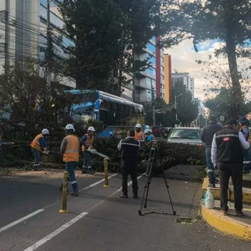 Árbol ‘gigante’ cayó sobre un bus urbano en Quito y provocó cierre vehicular 