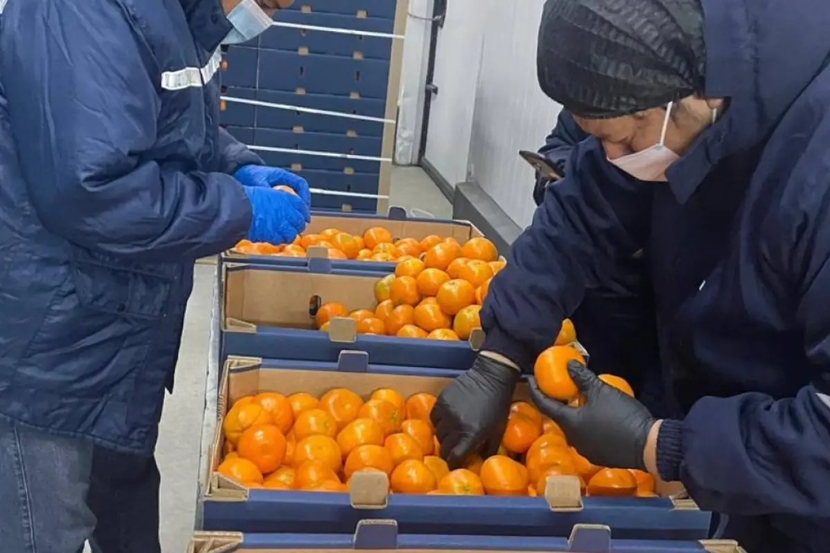 Ecuador exporta 23.430 kilos de mandarina tango a Estados Unidos.