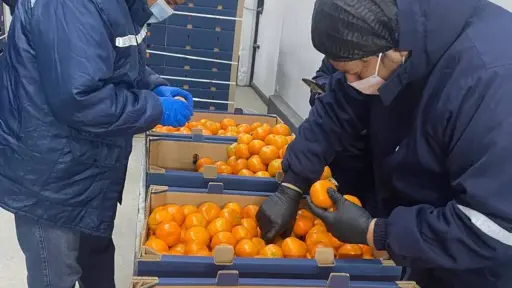 Ecuador exporta 23.430 kilos de mandarina tango a Estados Unidos