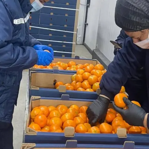 Ecuador exporta 23.430 kilos de mandarina tango a Estados Unidos