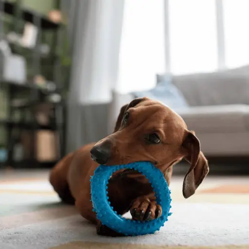 Azul es el color que transforma la experiencia visual de tu perro y mejora su bienestar
