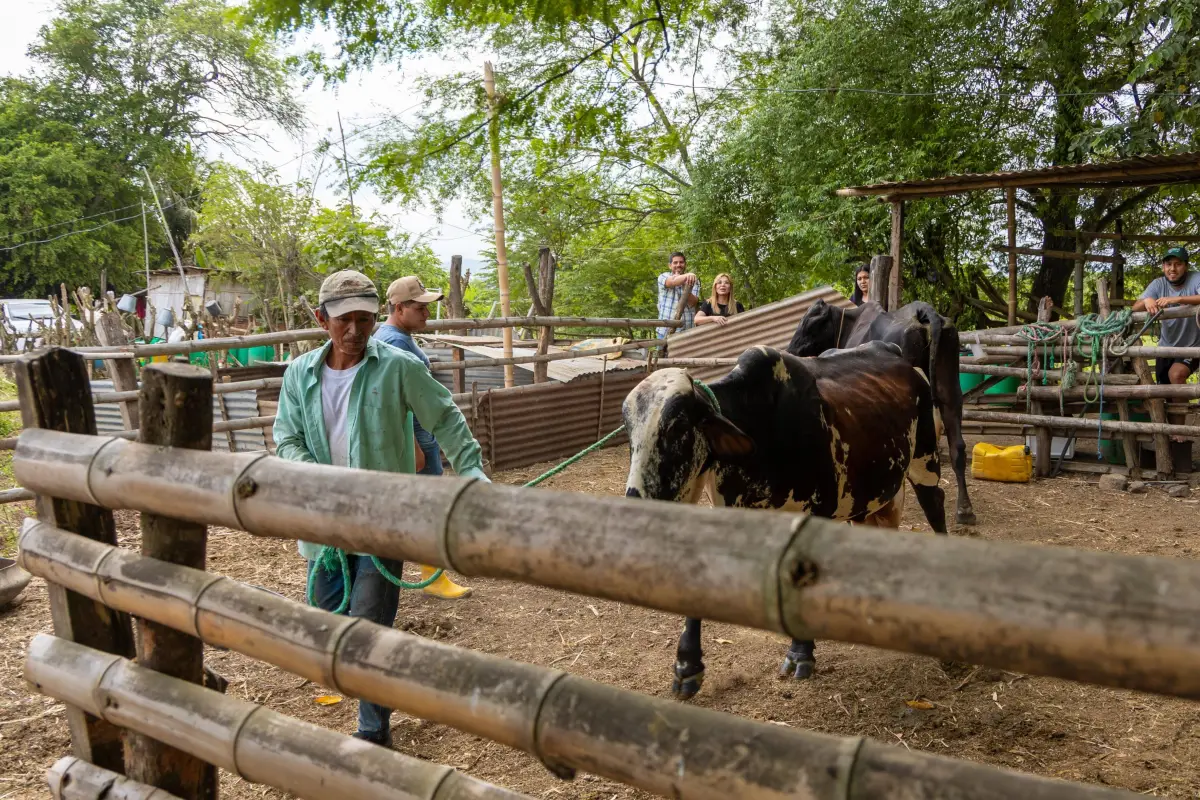 Inseminación artificial Manabí