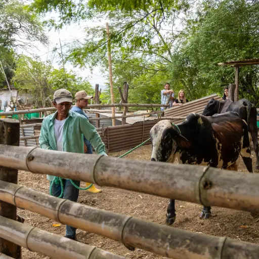 Manabí pone en marcha un plan para inseminar más de 8.000 bovinos