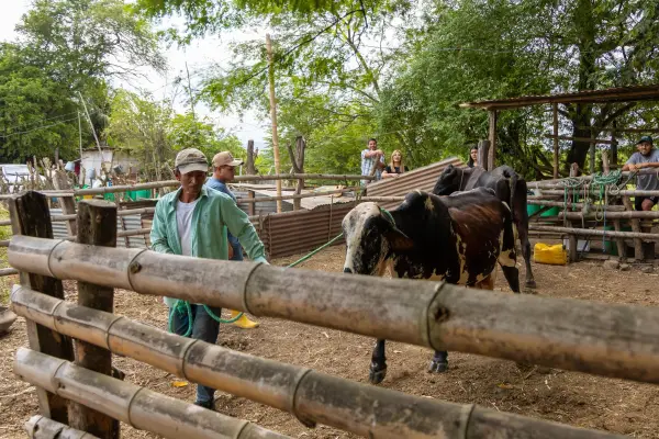Inseminación artificial Manabí