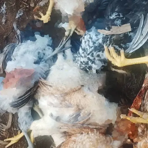 La Concordia: Investigan ataque que dejó más de 25 gallinas muertas en el barrio 5 de Septiembre