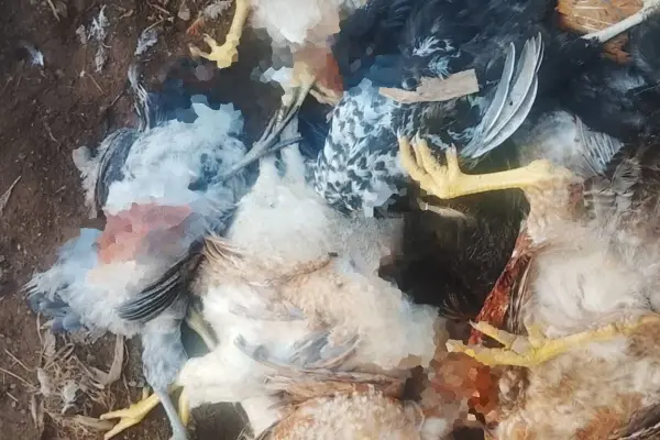 La Concordia Investigan ataque que dejó más de 25 gallinas muertas en el barrio 5 de Septiembre