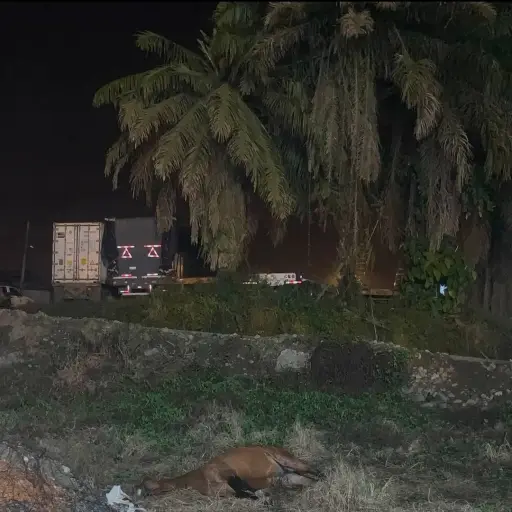 ¿Qué pasó con los caballos en El Carmen? Dos muertes tras la cabalgata desatan cuestionamientos