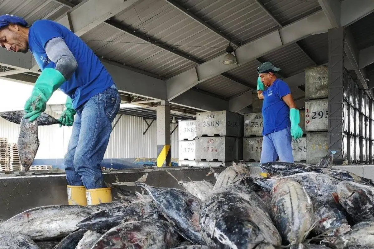 Flota atunera enfrenta menor pesca por anomalías térmicas en el océano., Archivo