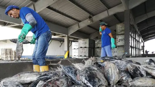 Fenómeno de El Niño ya se evidencia en alta mar según Atunec