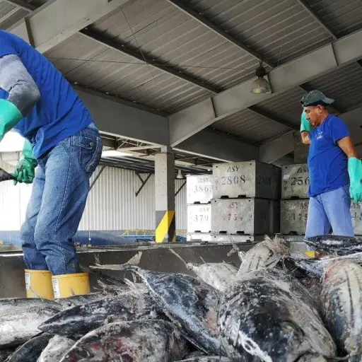 Fenómeno de El Niño ya se evidencia en alta mar según Atunec
