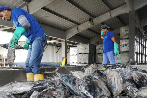 Flota atunera enfrenta menor pesca por anomalías térmicas en el océano. ,Archivo