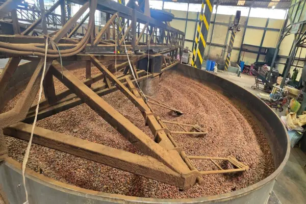 cacao