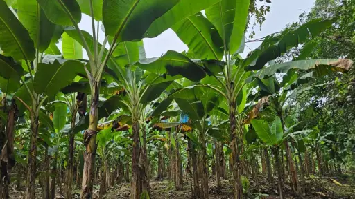 Santo Domingo de los Tsáchilas se consolida como centro regional de fertilizantes pese a la caída de importaciones