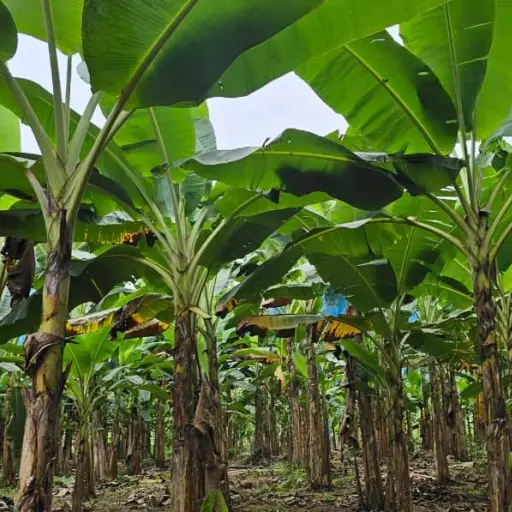 Santo Domingo de los Tsáchilas se consolida como centro regional de fertilizantes pese a la caída de importaciones