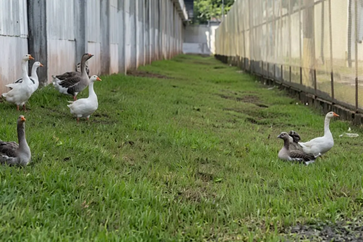 Los gansos se mantienen libres en un perímetro alrededor de la cárcel y al notar la presencia de extraños hacer fuerte ruido., Foto: Agencias