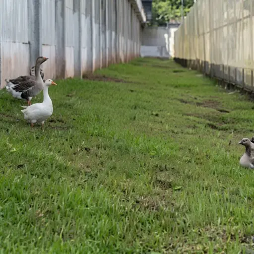 Prisión brasileña reemplaza perros guardianes por gansos en su perímetro de seguridad