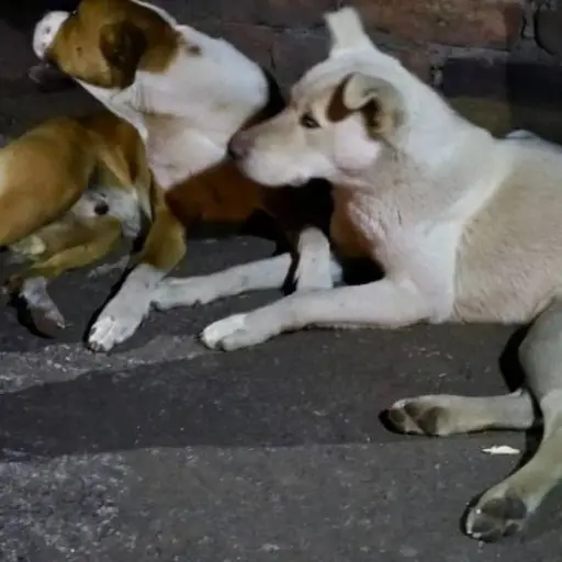 Video de maltrato animal llevó al rescate de Toby y Looky en el sur de Quito