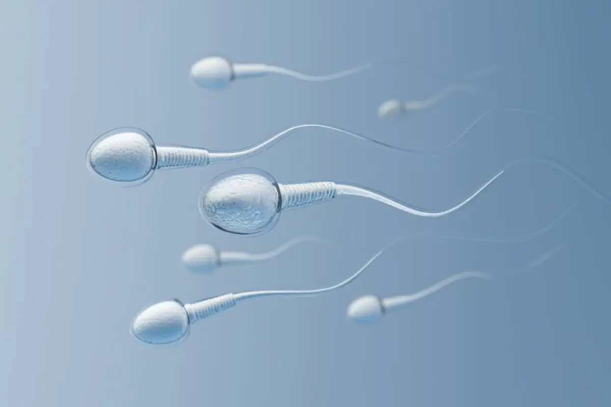 La  edad del hombre influye en la calidad de su espera, afectando al embrión. 