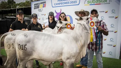 Chone será sede de la quinta Expo Cebú y el Congreso Mundial de Criadores Cebú en octubre