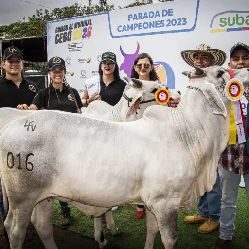 Chone será sede de la quinta Expo Cebú y el Congreso Mundial de Criadores Cebú en octubre