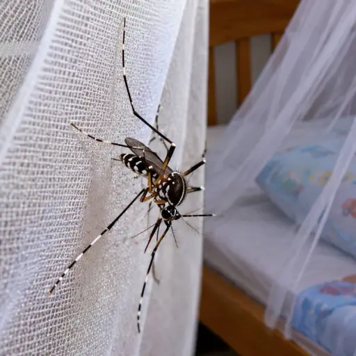 Pediatra pide reforzar las medidas de prevención tras la muerte de dos menores por dengue y la circulación de una variante más agresiva
