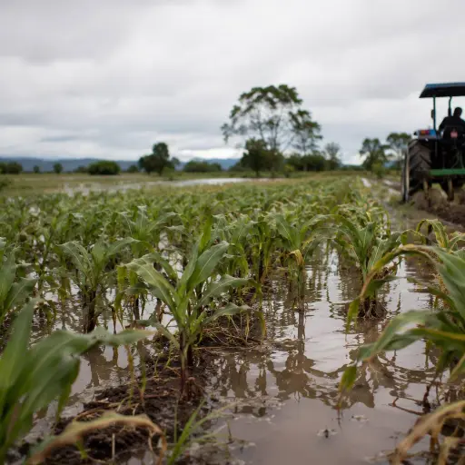 Fenómeno de El Niño: Gobierno invierte 19,7 millones para proteger al sector agropecuario