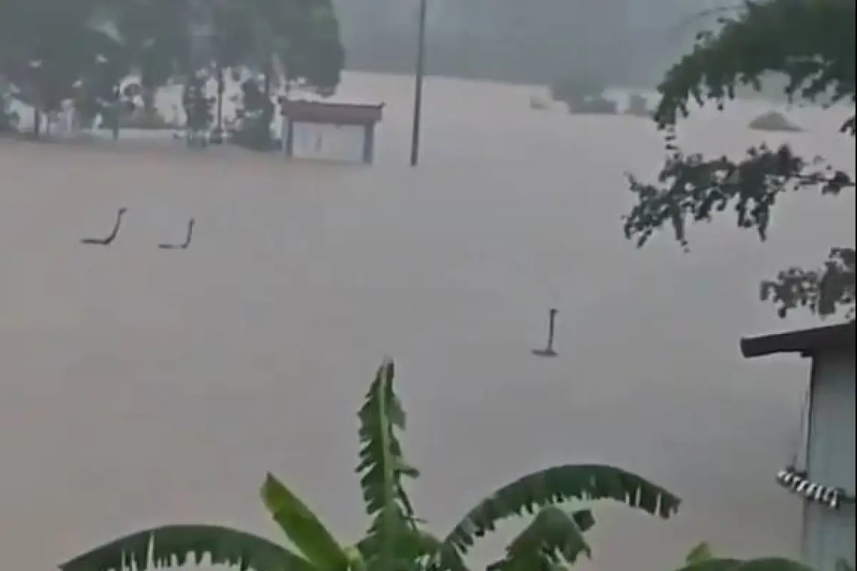 Algunas serpientes han sido vistas en cauces de ríos desbordados tratando de buscar tierra firme entre las inundaciones., Foto: RedesSociales