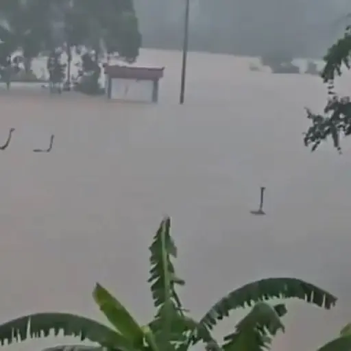 900 serpientes invaden decenas de hogares luego de escaparse de una granja tras graves inundaciones  