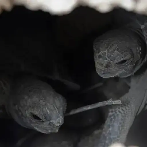 Corte Provincial ratifica condena de tres años por tráfico de 123 crías de tortugas gigantes en Galápagos