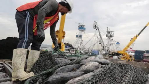 El sector pesquero de Manta sigue de cerca el debate para reducir la veda del atún
