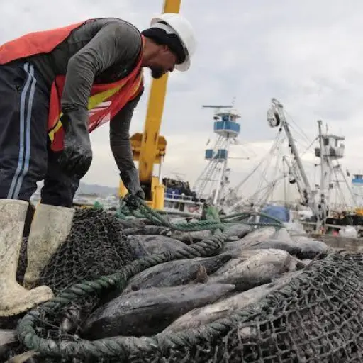 El sector pesquero de Manta sigue de cerca el debate para reducir la veda del atún