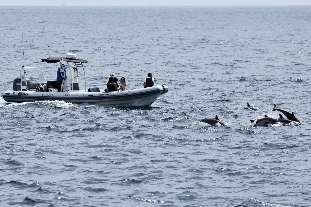 Según expertos del Acuario del Pacífico, la confluencia de un fuerte fenómeno meteorológico de El Niño y la actual ola de calor marina podría provocar importantes alteraciones en la vida marina, incluyendo ballenas, delfines y aves marinas., MARIO TAMA / GETTY IMAGES NORTH AMERICA / GETTY IMAGES VIA AFP