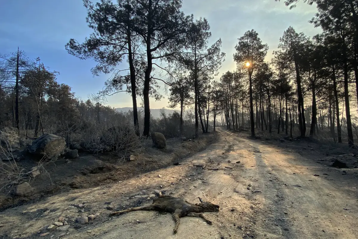 Los restos carbonizados de un cervatillo yacen en el suelo tras un incendio forestal en la zona del embalse de Burguillo, cerca de Navaluenga, a 100 kilómetros al oeste de Madrid, este lunes 27 de julio de 2026., ROLAND LLOYD PARRY / AFP