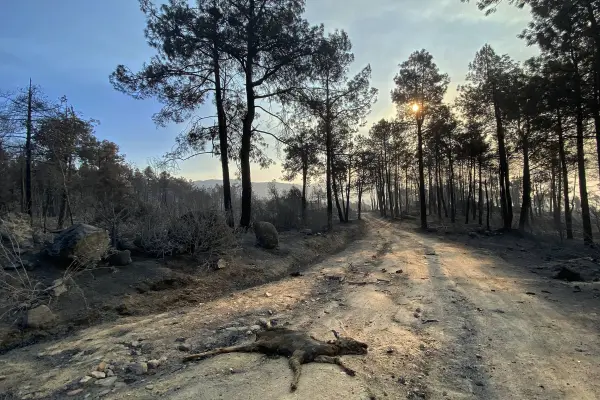 Los restos carbonizados de un cervatillo yacen en el suelo tras un incendio forestal en la zona del embalse de Burguillo, cerca de Navaluenga, a 100 kilómetros al oeste de Madrid, este lunes 27 de julio de 2026. ,ROLAND LLOYD PARRY / AFP