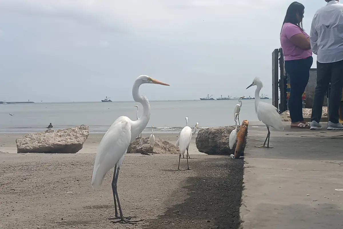 Especialistas alertan sobre el aumento de aves marinas debilitadas en playas de Manabí
