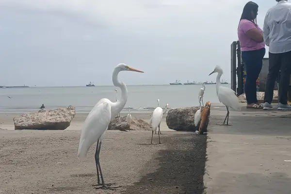 Especialistas alertan sobre el aumento de aves marinas debilitadas en playas de Manabí