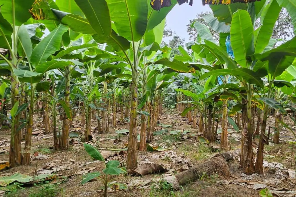 El Niño amenaza con expandir el hongo Fusarium en el sector bananero de Ecuador