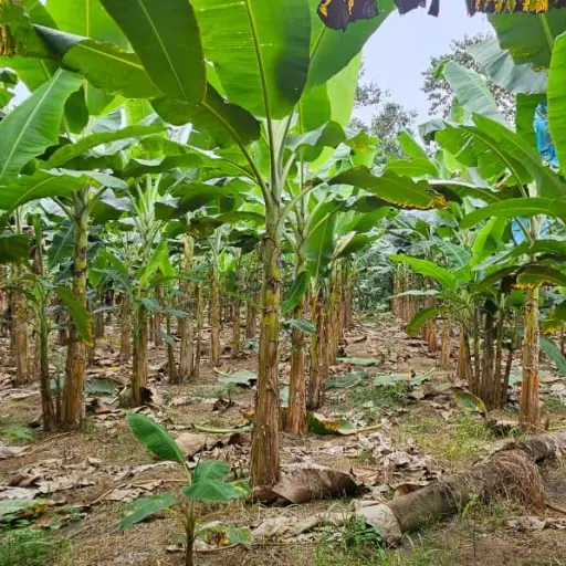 La amenaza silenciosa que El Niño desataría y pone en jaque al banano ecuatoriano