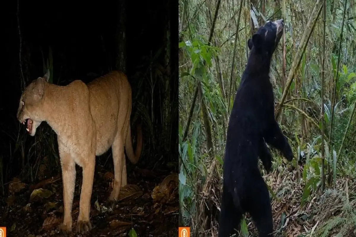 Los dos animales captados en videos., Cortesía