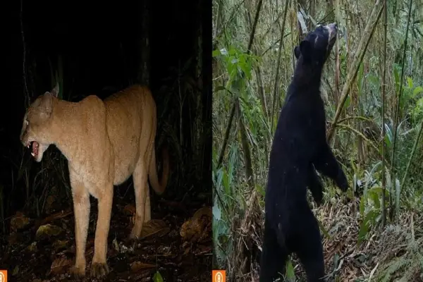 Los dos animales captados en videos. ,Cortesía