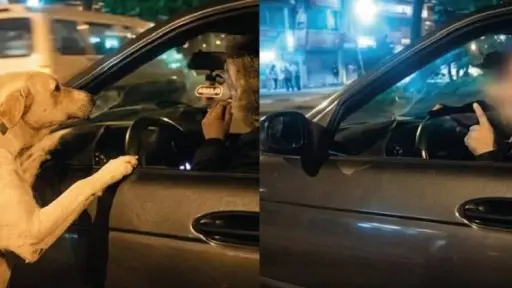 Unidad de Bienestar Animal pide verificar información tras difusión de video antiguo sobre un perro