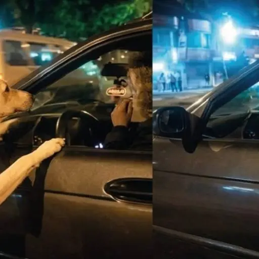 Unidad de Bienestar Animal pide verificar información tras difusión de video antiguo sobre un perro
