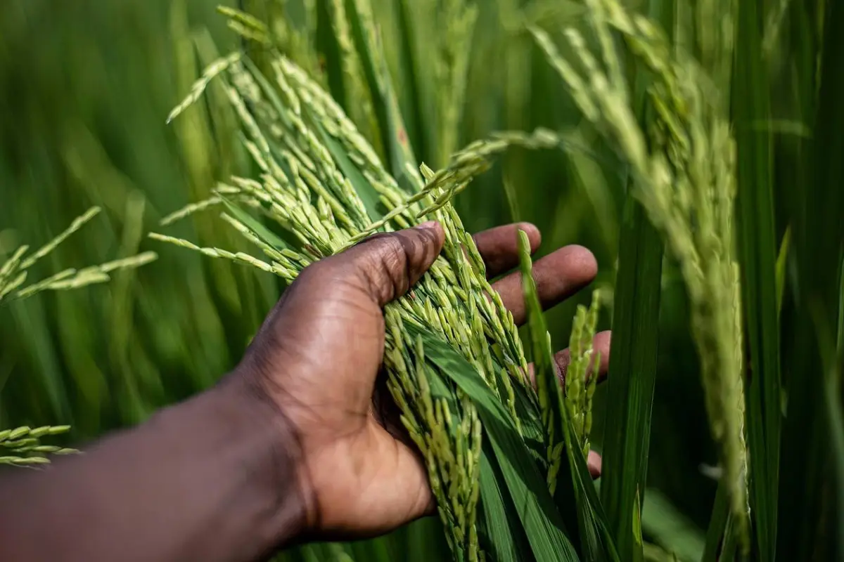 seguro agrícola paramétrico Ecuador