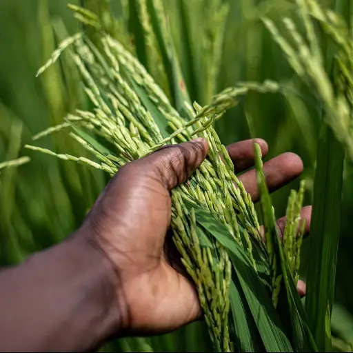 Seguro agrícola: Ecuador avanza con un modelo paramétrico y prepara una nueva fase para enfrentar la sequía