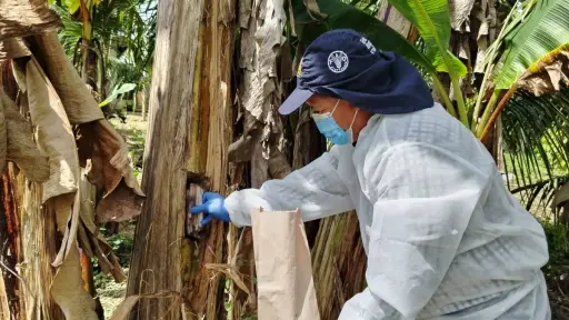 Santo Domingo fortalece la prevención tras confirmarse un nuevo caso de Fusarium en El Oro