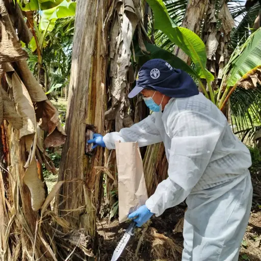 Santo Domingo fortalece la prevención tras confirmarse un nuevo caso de Fusarium en El Oro