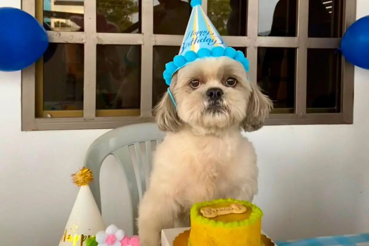 Los cumpleaños de las mascotas dejaron de ser una rareza y hoy forman parte de las nuevas formas de consentirlas